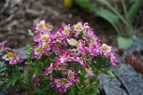 Schizanthus X Wisentonesis Blooms As An Ornamental Plant In The Garden