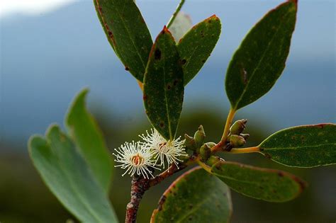 Tasmanian Alpine Yellow Gum Eucalyptus Subcrenulata Growing Guides