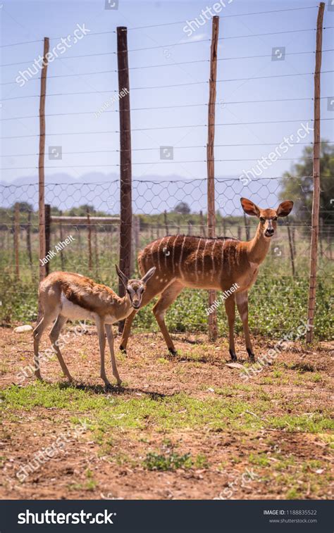 Farm Animals Africa Stock Photo 1188835522 | Shutterstock