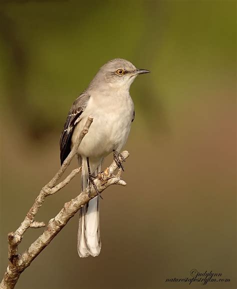 State Bird Of Florida | State birds, Bird, Florida