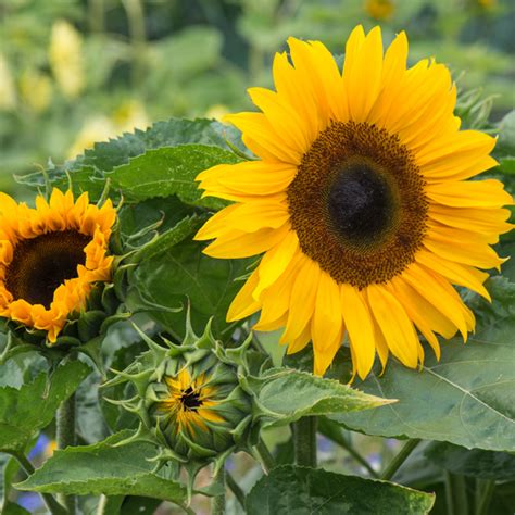 Helianthus Sunflower Ronnie Orange F1 Kings Seeds Direct