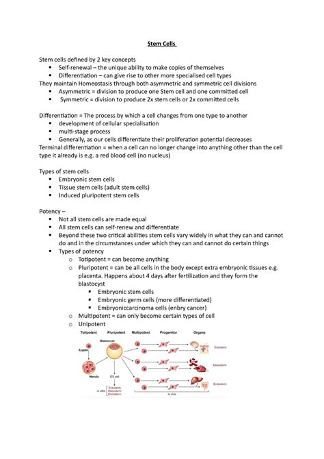 Stem Cells Lecture Notes Stem Cells Stem Cells Defined By Key