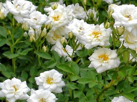 Роза Кент Kent. Купить Саженцы с Доставкой в СПБ. Отправка по РФ почтой ...