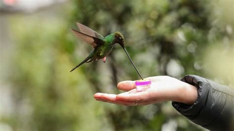 What Time Of Day Do Hummingbirds Feed Heres When Nature Blog Network