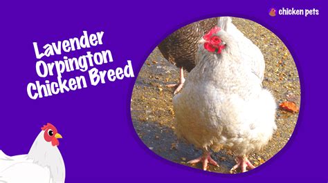 Lavender Orpington Chicken Breed What Is It Chicken Pets