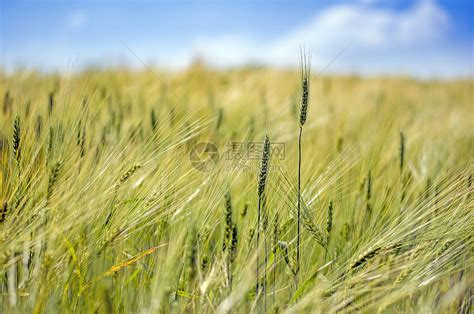 小热密闭环境收获阳光稻草天空植物粮食小麦农田种子高清图片下载 正版图片321646362 摄图网