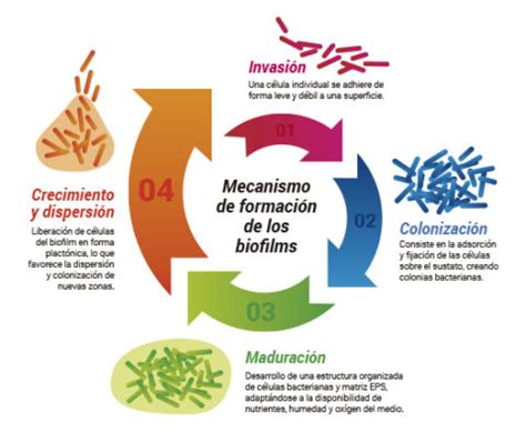 Biofilms En La Industria Alimentaria Proquimia