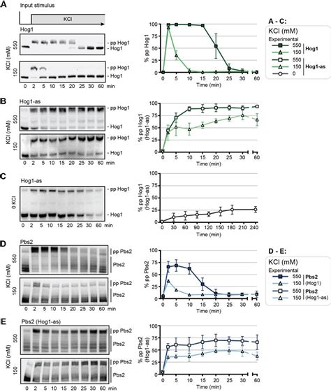 Hog Pathway Dynamics A Left Hog1 Dual Phosphorylation Pp Hog1 Download Scientific Diagram