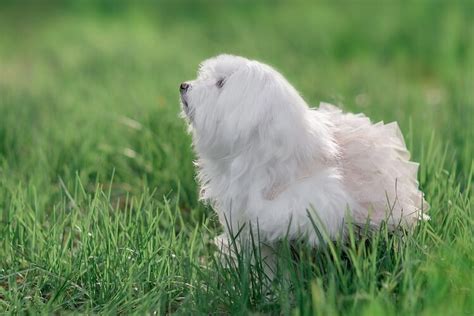 Teacup Maltese: Facts, Size, Breed Info & More - Marvelous Dogs