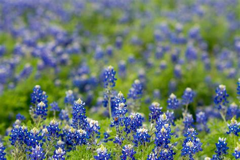 Field Of Texas Bluebonnet · Free Stock Photo