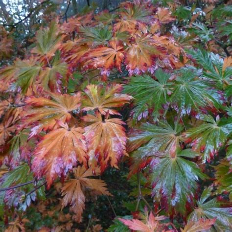 Acer Palmatum Aconitifolium Boutique Atlantic P Pini Re