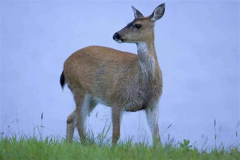 Cuáles son lasCaracterísticas del Venado o Ciervo