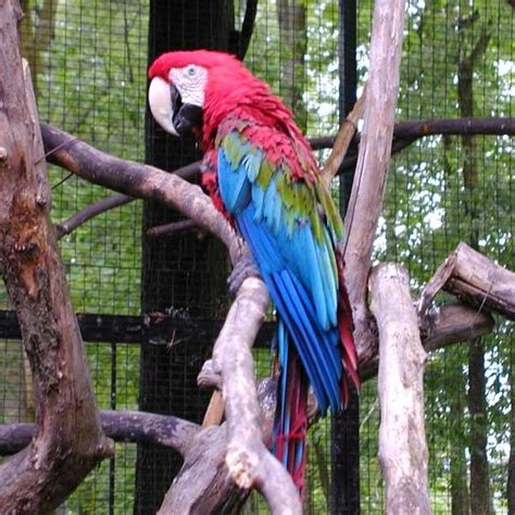 Buy Green Wing Macaw Parrot in Pakistan | Red Macaw Price - Taj Birds