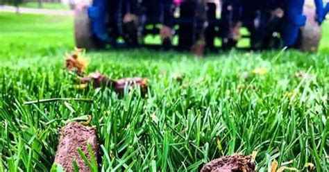 When To Aerate Lawn Best Time To Aerate And Overseed Lawn