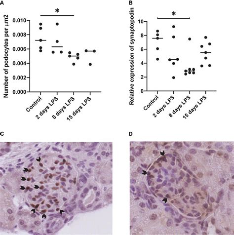 | Expression of podocyte markers wilms tumor 1 (WT1) and synaptopodin.... | Download Scientific ...