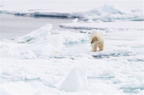 Svalbard Wildlife - Weekly Challenge - Nature Photographers Network