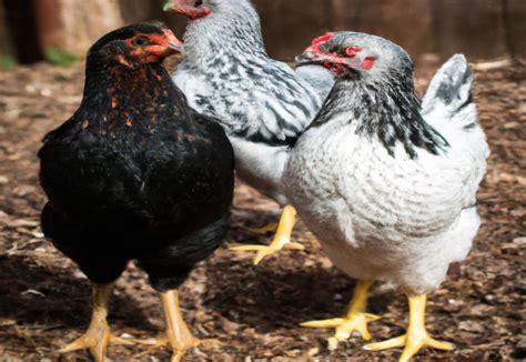 How To Introduce Chickens To A New Coop