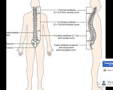 Quadriplegia Tetraplegia Definition Causes Types Off