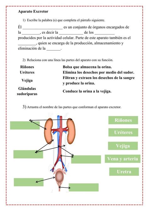 Aparato Excretor Interactive Activity Videos Tutorial Online