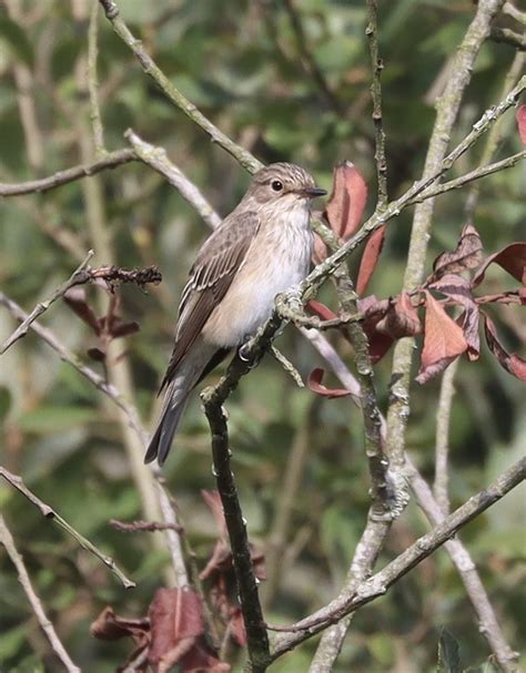 Herts Bird Club 2022 Spotted Flycatcher Lemsford RNewbold 12Sep