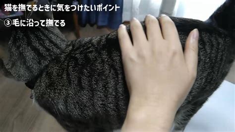 猫と仲良くなるコツ☆猫が喜ぶ撫で方と嫌がる触り方を部位別に解説【動画あり】 かれんともみじの「快適猫暮らし」