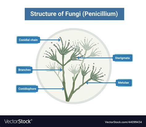 Structure Of Penicillium Royalty Free Vector Image