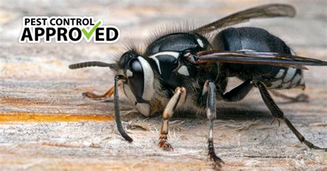 Bald Faced Hornets Pest Control Approved