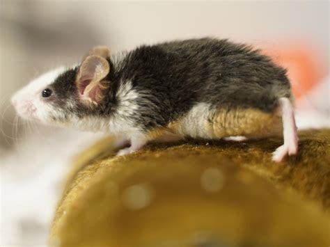 RSPCA Qld Has A Mouse Problem Of Plague Proportions The Courier Mail