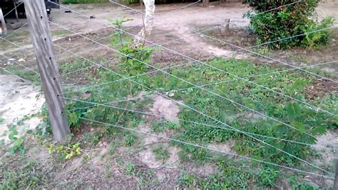 A MAIS BONITA E EXCLUSIVA CERCA DE ARAME LISO DE FAZENDA DO MUNDO