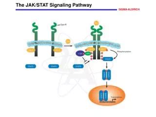 PPT Neurotrophin Signaling Trk Signaling Pathway PowerPoint