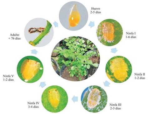 InfoAgronomo Net On Twitter Ciclo De Vida Fe Diaphorina Citri