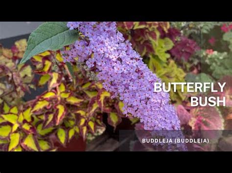 Buddleja Buddleia Butterfly Bush Easy Tips On How To Propagate