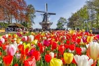 Busreisen zur Tulpenblüte nach Holland mit Aufenthalt in Amsterdam