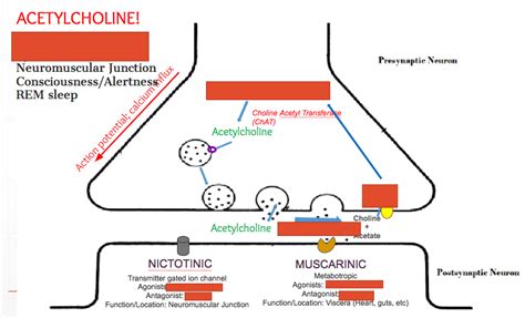 Acetylcholine Diagram Quizlet