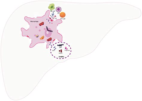 Frontiers Unveiling The Flames Macrophage Pyroptosis And Its Crucial Role In Liver Diseases