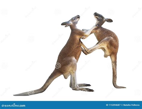 Fighting Two Red Kangaroos on White Background Stock Image - Image of kangaroos, wildlife: 115394687