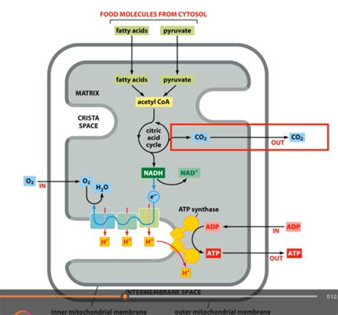 Kaarten: Lecture 15: Mitochondria: Energy conversion | Quizlet