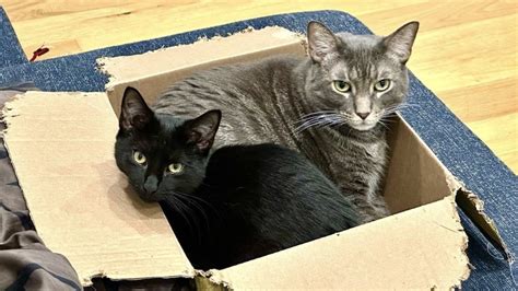 Why Cats Love Cardboard Boxes So Much