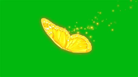 Golden Butterfly Flying Green Screen No Copyright Royalty Free