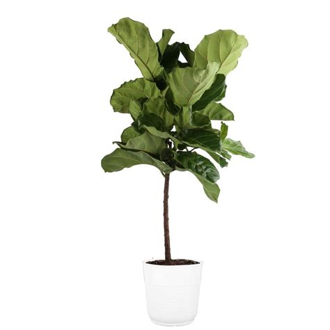 Costa Farms Ficus Lyrata Fiddle Leaf Fig Indoor Plant In 10 In White