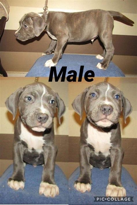 Special American Bully Xl Puppy Diet Gallery Animal Lovers Love To