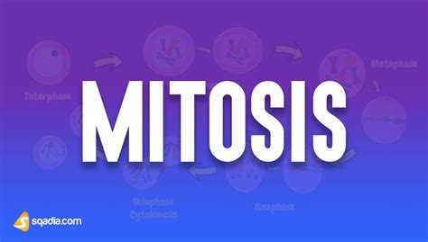 Mitosis - Animation