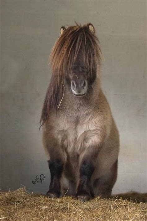 1000+ images about Pony Breeds and Miniature Horses on Pinterest