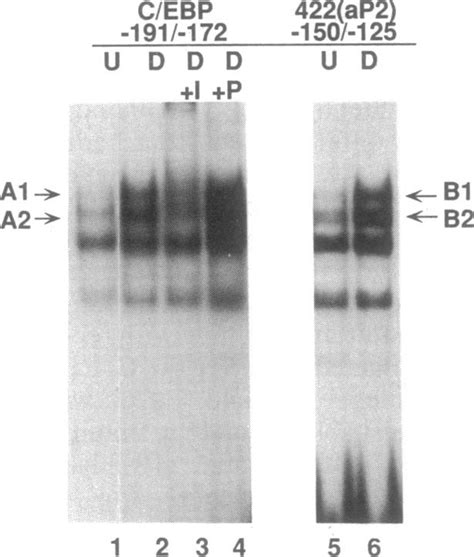 Gel Retardation Analysis Of The C Ebp Binding Sites In The C Ebp And