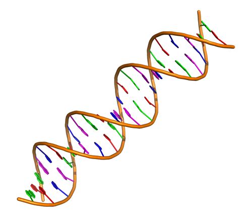 2 Dna Strands Clipart 10 Free Cliparts Download Images On Clipground 2024