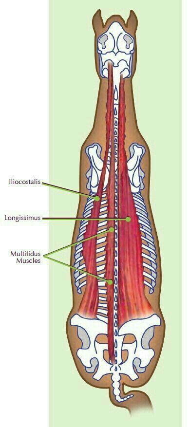 An Image Of The Muscles And Their Corresponding Structures In This