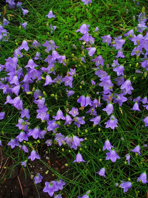 Plant World Campanula Rotundifolia