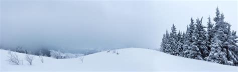 Premium Photo Spruce Tree Forest Covered By Snow In Winter Landscape