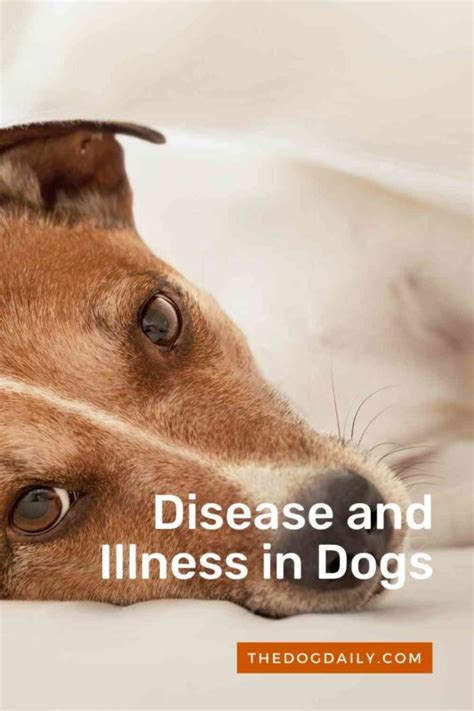 Dog Illness Going Around 2024 Symptoms Codee Devonna