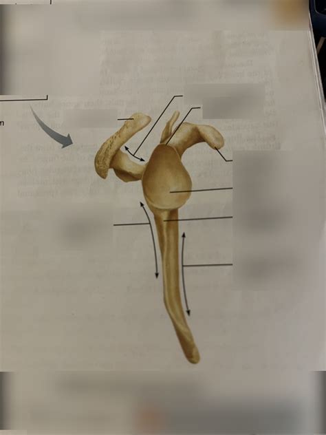 Right Scapula Lateral Aspect Diagram Quizlet